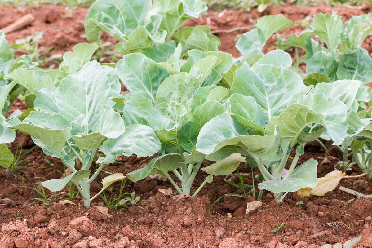 types de légumes verts asiatiques - plantes de brocoli chinois dans le sol