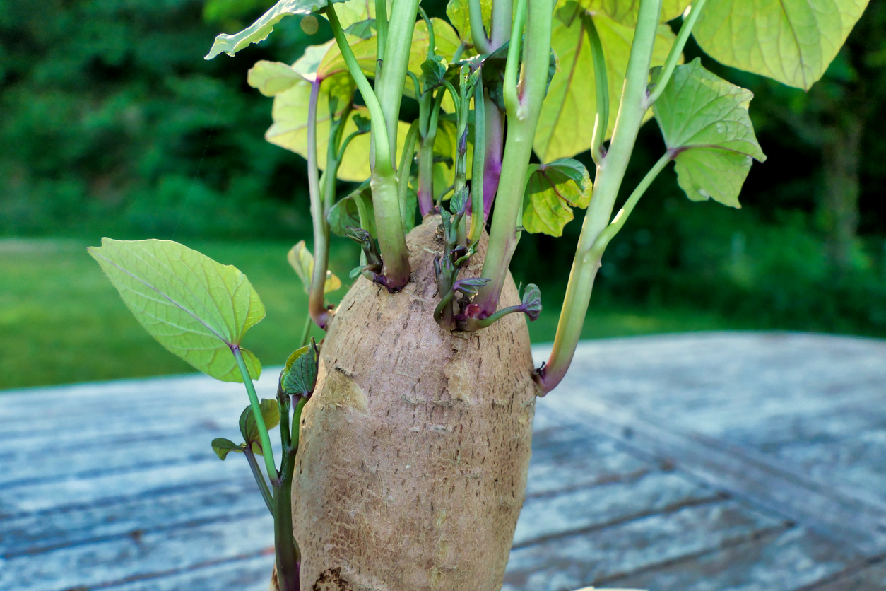 comment faire pousser des patates douces