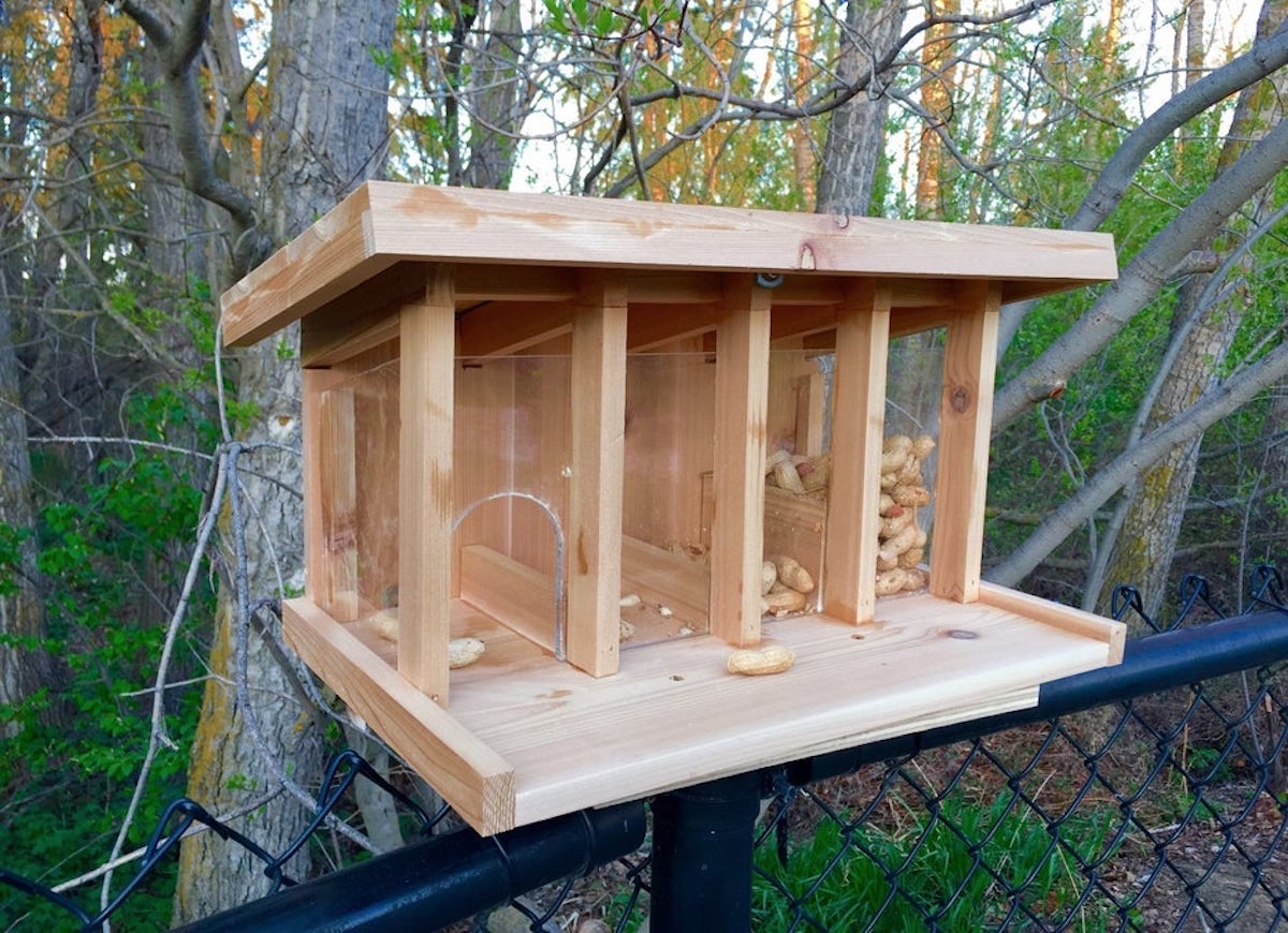 13 DIY Squirrel Feeder Ideas for Your Yard