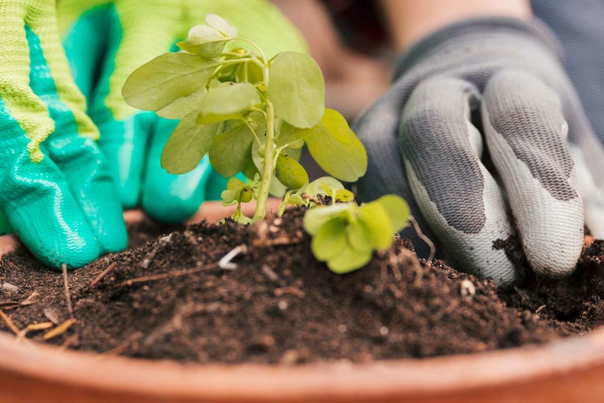 Comment utiliser le compost lors de la plantation en pot