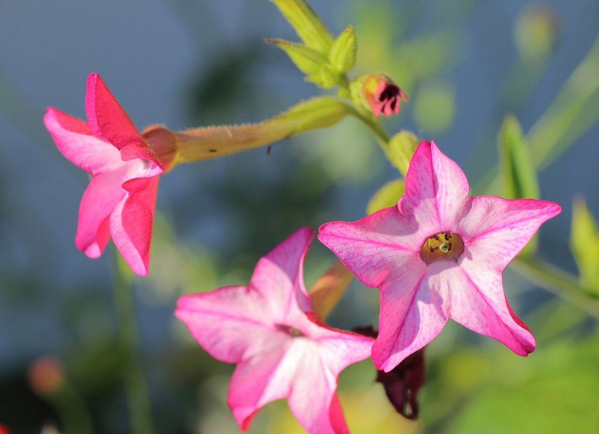 15 Fascinating Flowers That Bloom Only at Night