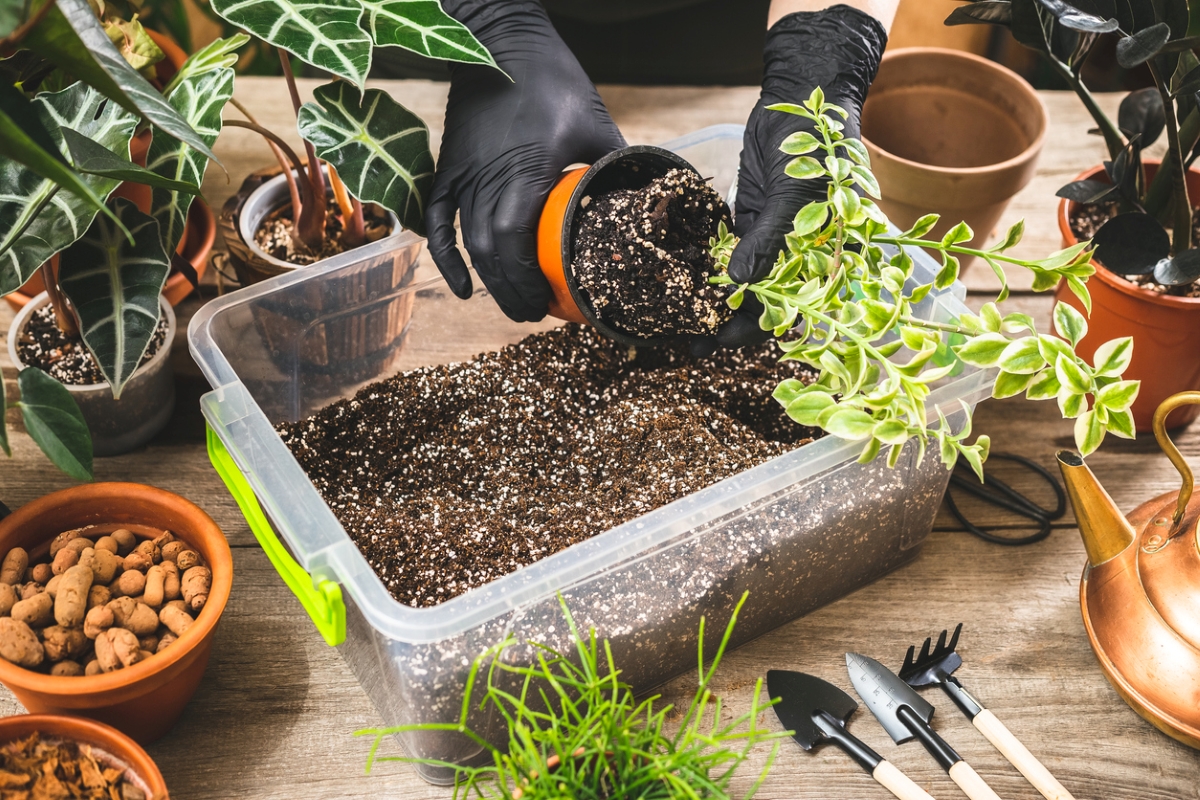 Using perlite mixed soil for plants