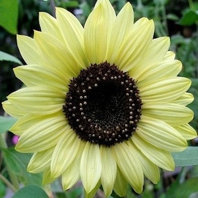 10 Not-to-Be-Missed Sunflower Blooms