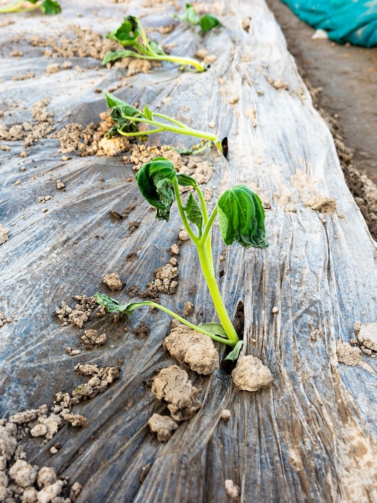 9 Signs You Have a Pest Problem in the Garden