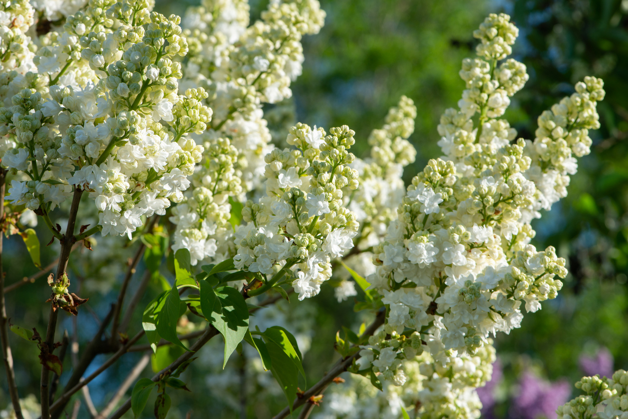 lilac varieties