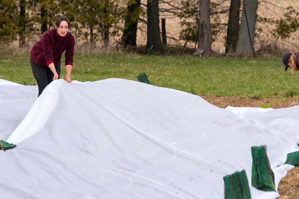 laying down clear sheet on lawn to solarize it