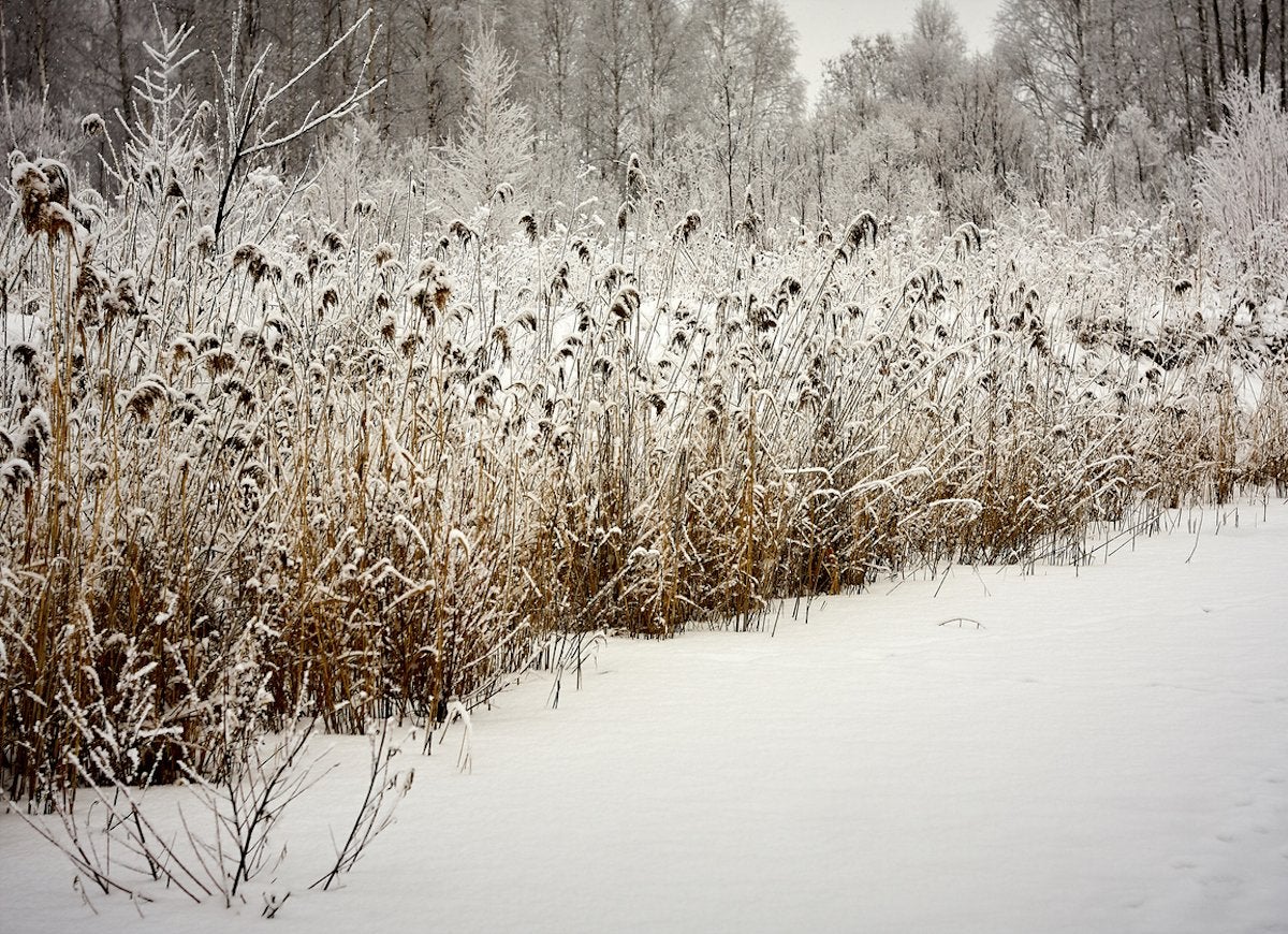 25 Ways to Enjoy Your Garden This Winter