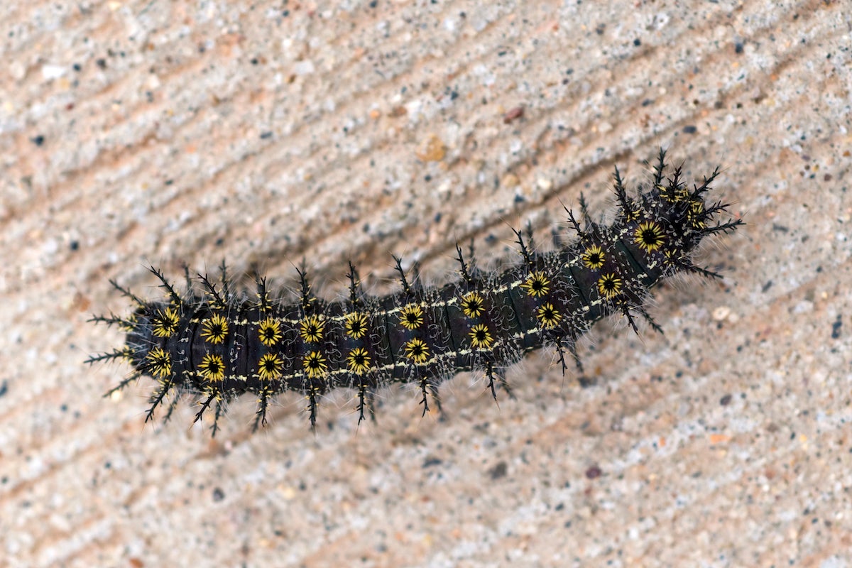 8 Stinging Caterpillars All Home Gardeners Should Be Aware Of