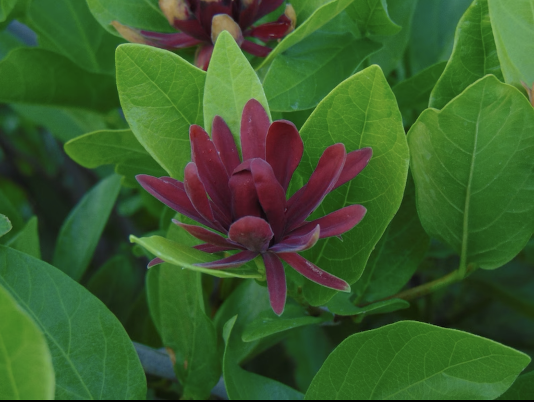 Close view of a reddish purple blossom of spice bush.