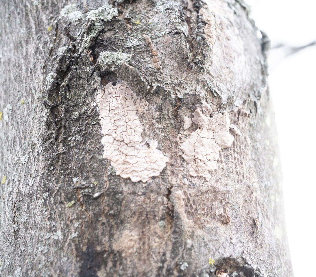 iStock-1087342064 spotted lanternfly spreading lanternfly eggs on a tree