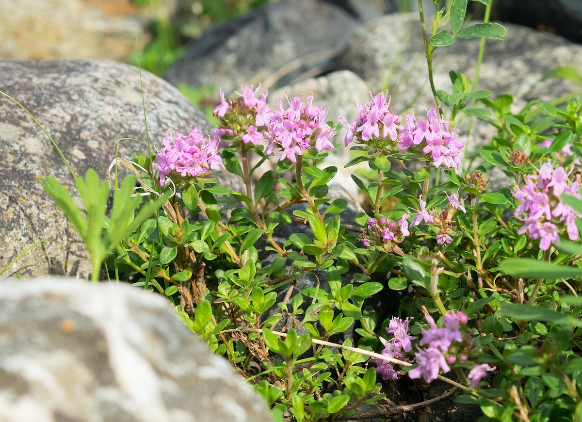 The 15 Best Plants for Rock Gardens