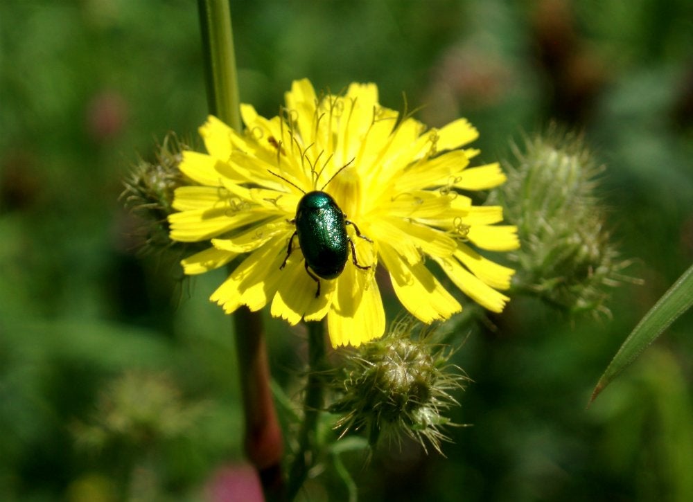 10 Essential Tips to Avoid Bed Bugs When Traveling