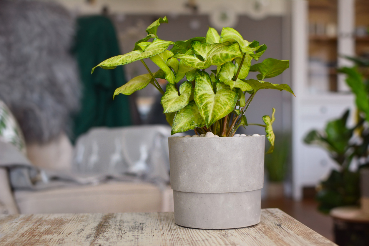 Arrowhead vine with white -streaked green leavesplant in grey concrete pot on wooden table.