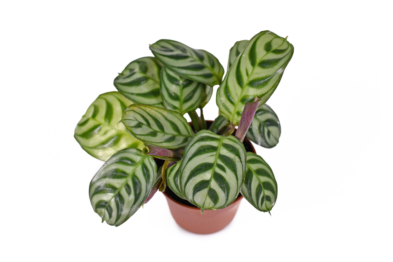 Prayer Plant