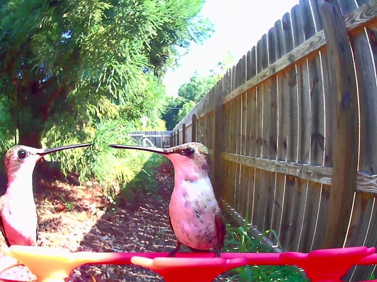 Two hummingbirds looking at each other on Birdfy Hum Feeder Camera