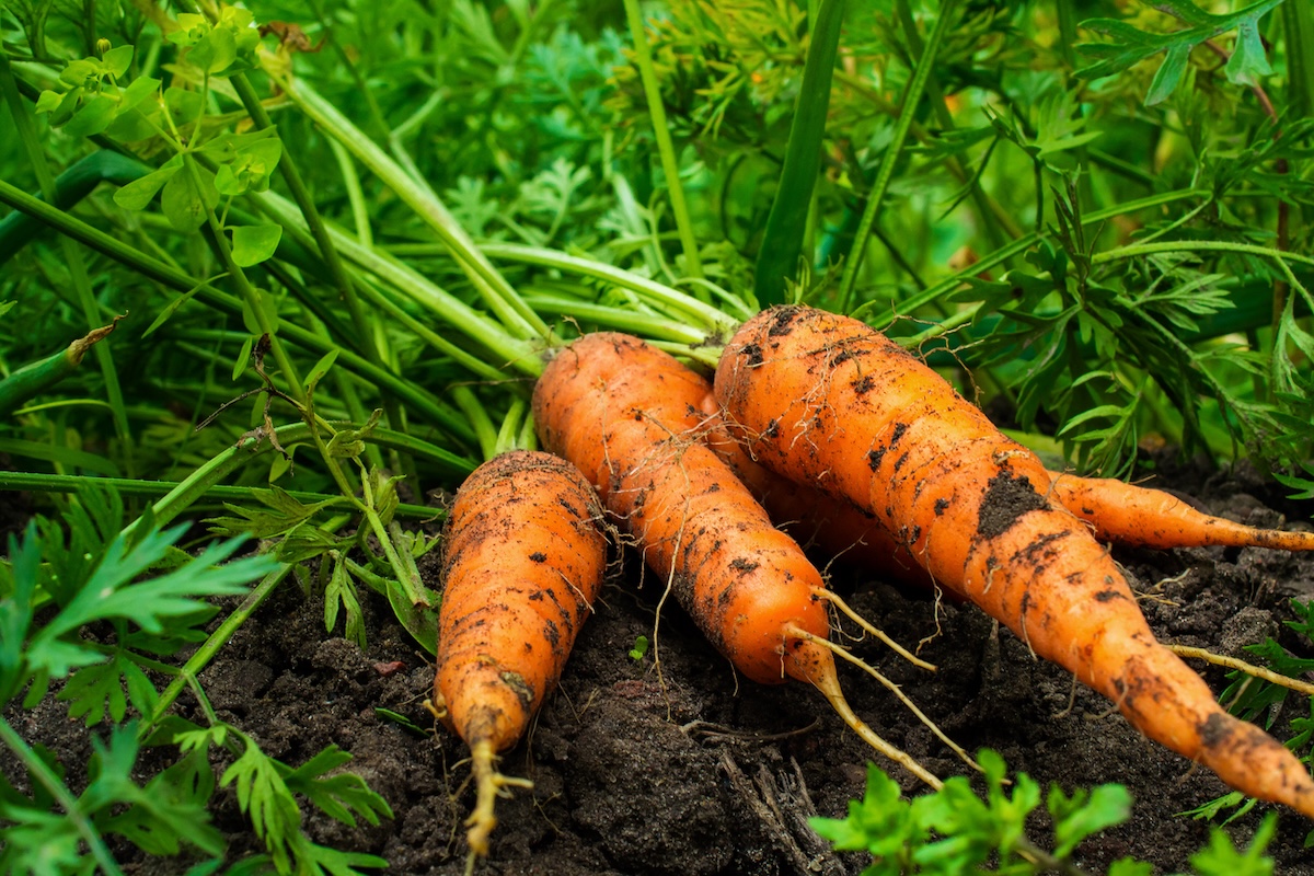 Carottes dans le jardin.