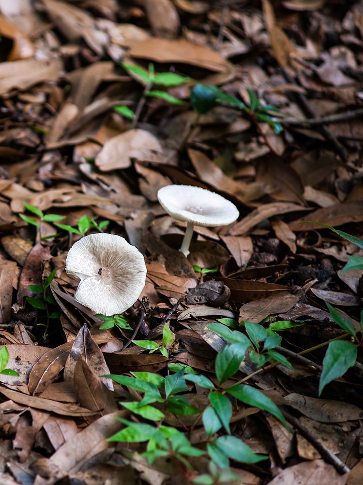 9 Reasons You Should Mulch Your Garden Every Fall