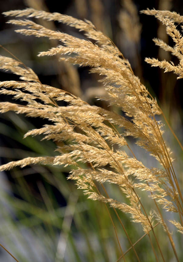 iStock_plantes_de_patio_roseaux_à_plume