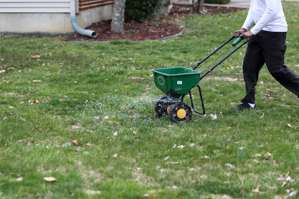 when to fertilize lawn