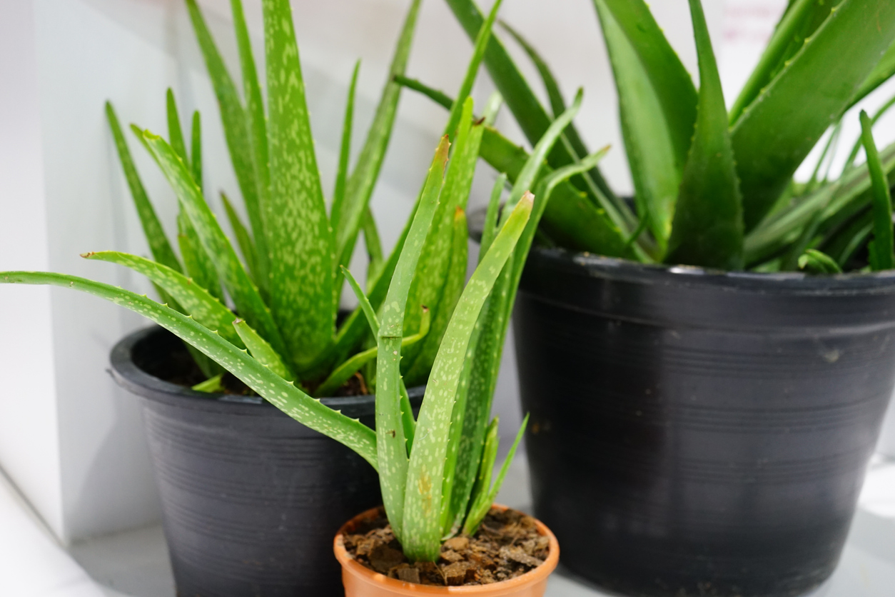 Aloe Vera Plant