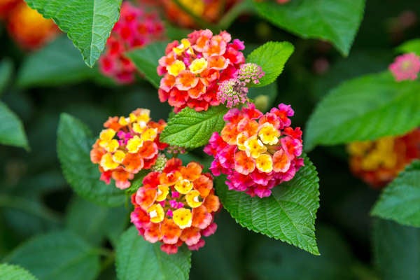 iStockplantes_de_patio_lantana