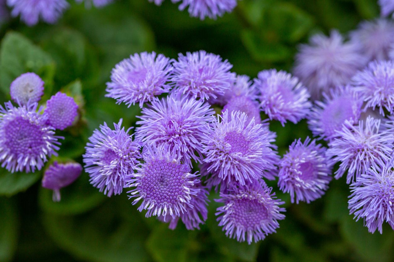 iStock-1415743137 annual flowers artist blue ageratum.jpg