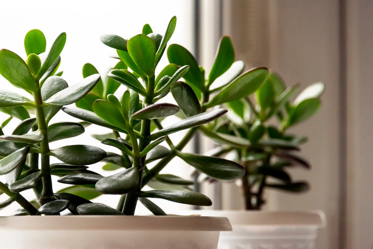 15 Dish Garden Plants for Unique Arrangements