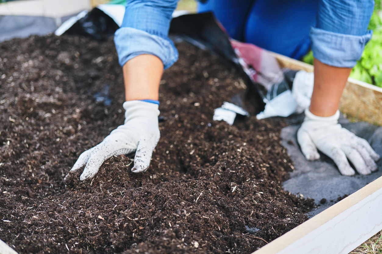 Woman Hands Planting Seedlings in the Garden Outside