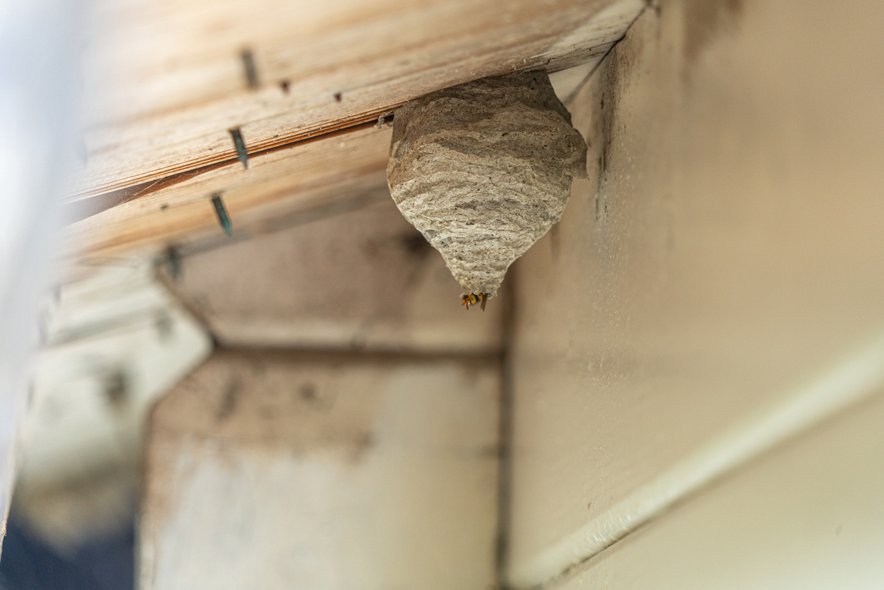 A wasp nest is hanging from the eaves of a house.