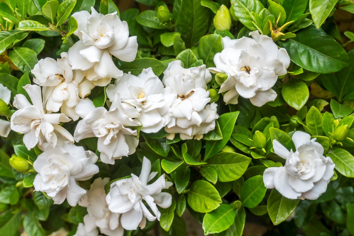 Gardenia plant with multiple white flowers.