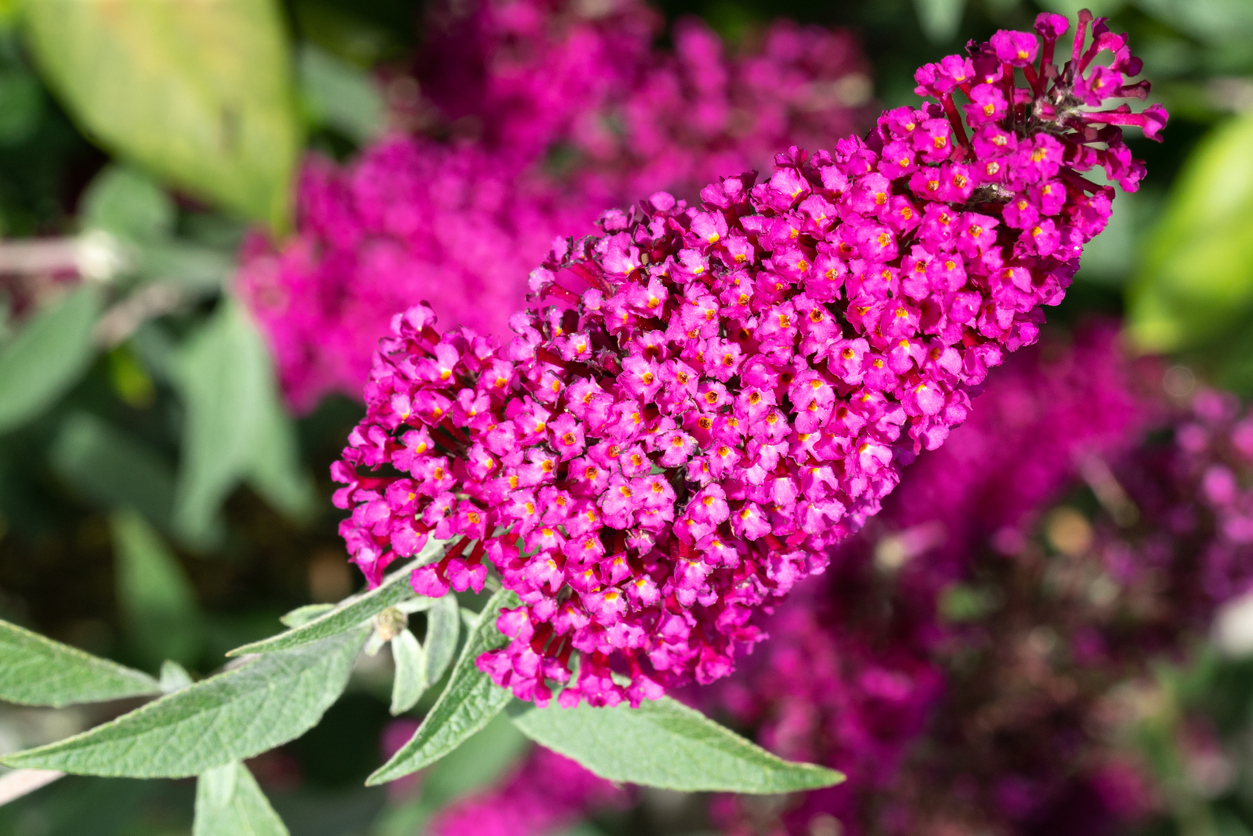 butterfly bush care