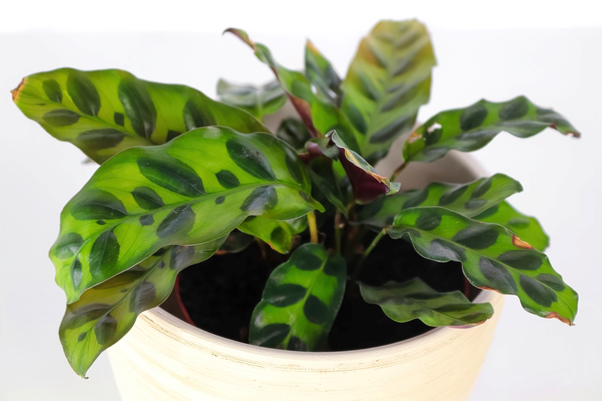 variegated plants - rattlesnake plant