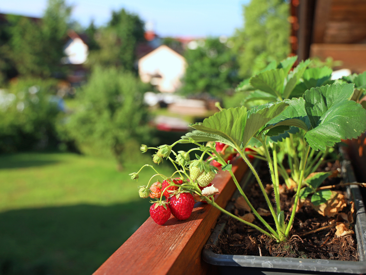 iStock-1323138296 plantes de patio fraises poussant sur le balcon