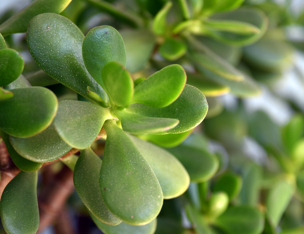 Crassula ovata (Mill.) Druce - commonly known as jade plant, lucky plant, money plant, money tree or Japanese rubberplant - succulent plant native to southern Africa, Crassula ovata grows as an upright, rounded, thick-stemmed, heavily branched, evergreen shrub and reaches heights of up to 2.5 meters. The base is usually only sparsely branched. Sometimes a single main stem up to 6 centimetres in diameter is formed. The succulent shoots are gray-green. The bark of older twigs peels off in horizontal, brownish stripes.