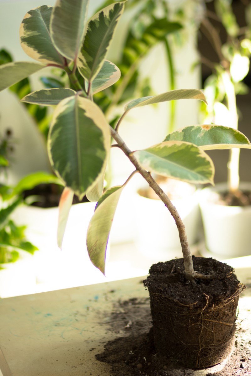 Comment savoir quand rempoter une plante