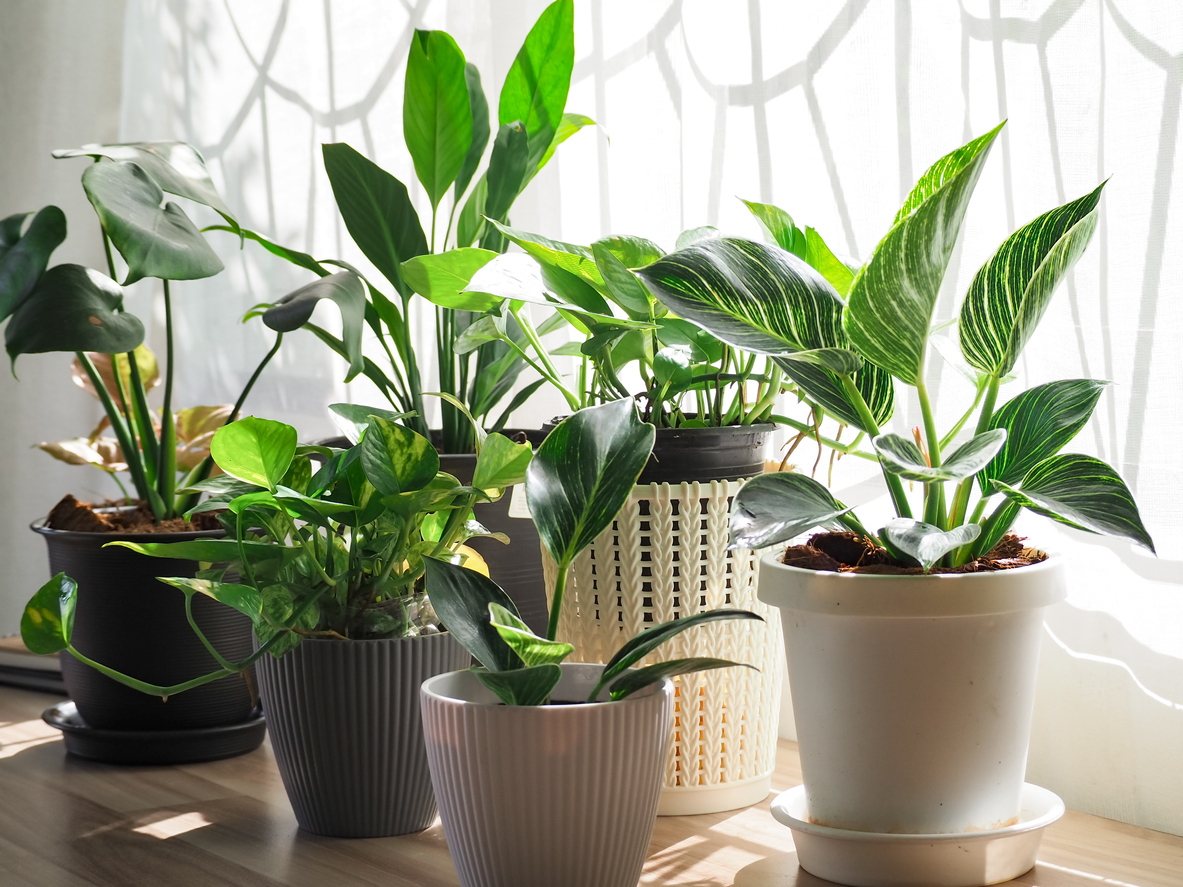 iStock-1352169049 home healthcare pothos on wooden table.