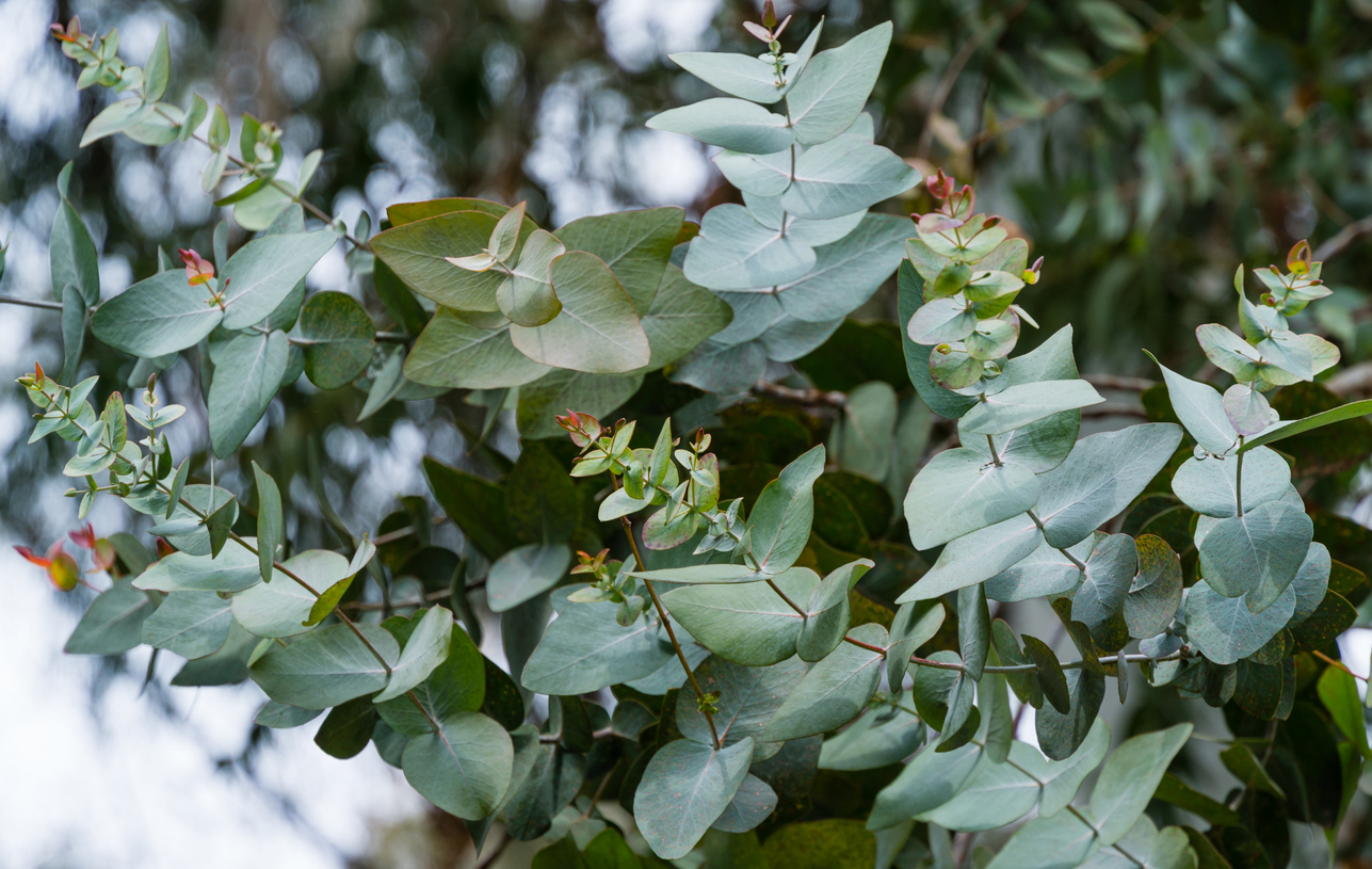 plantes qui éloignent les moustiques