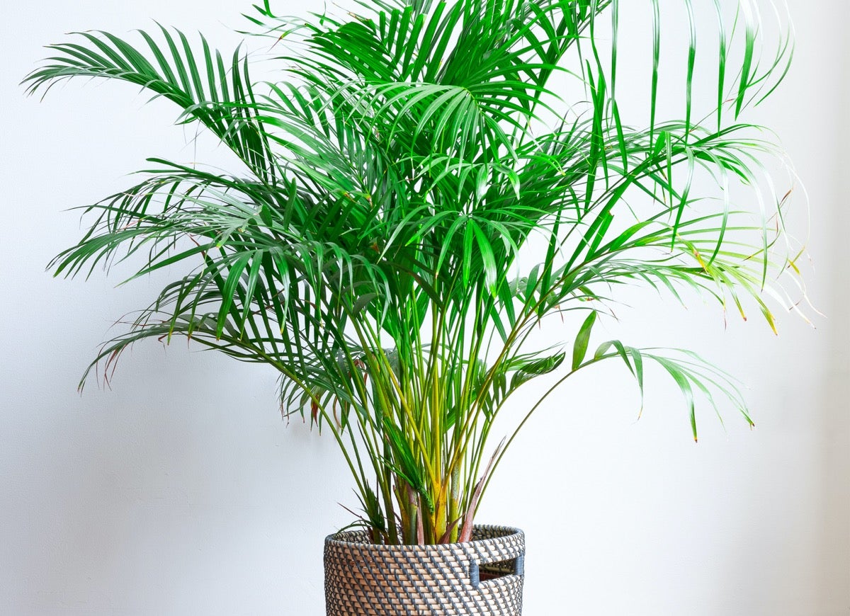 10 Plants You Can Winter Indoors