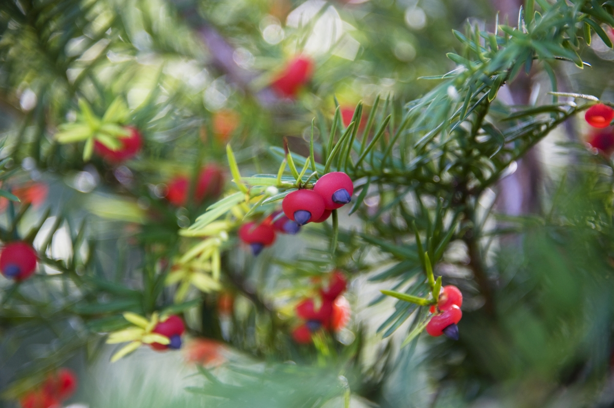 A yew plant with red berries.