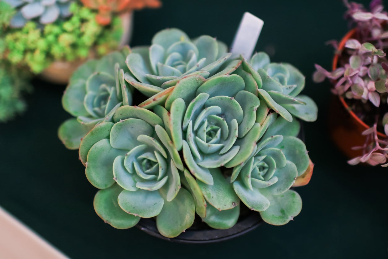 15 Dish Garden Plants for Unique Arrangements