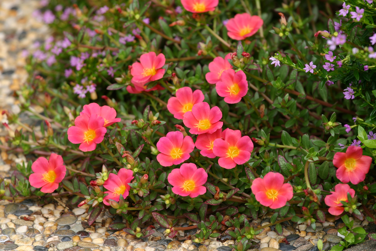 Vibrant hot peach-pink Sun Jewel flowers (portulaca, purslane, moss rose), encroaching across pebbled garden path