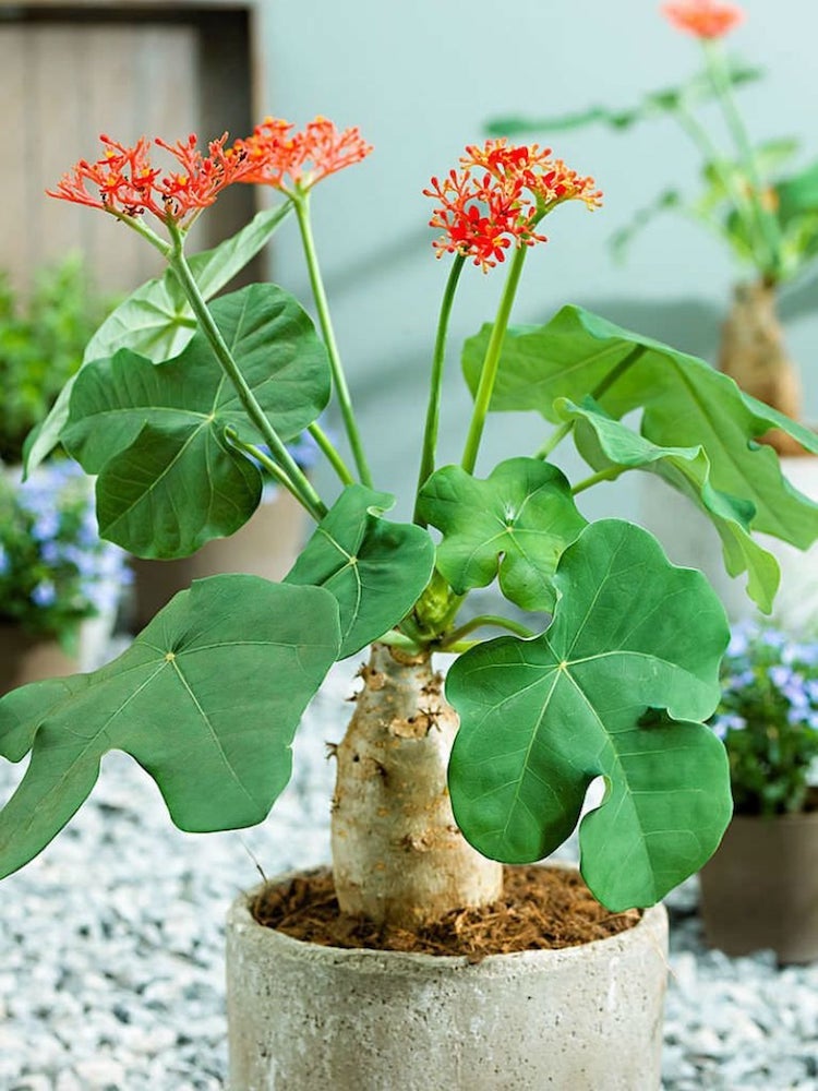 11 Head-Turning Houseplants You Won’t Believe Are Real