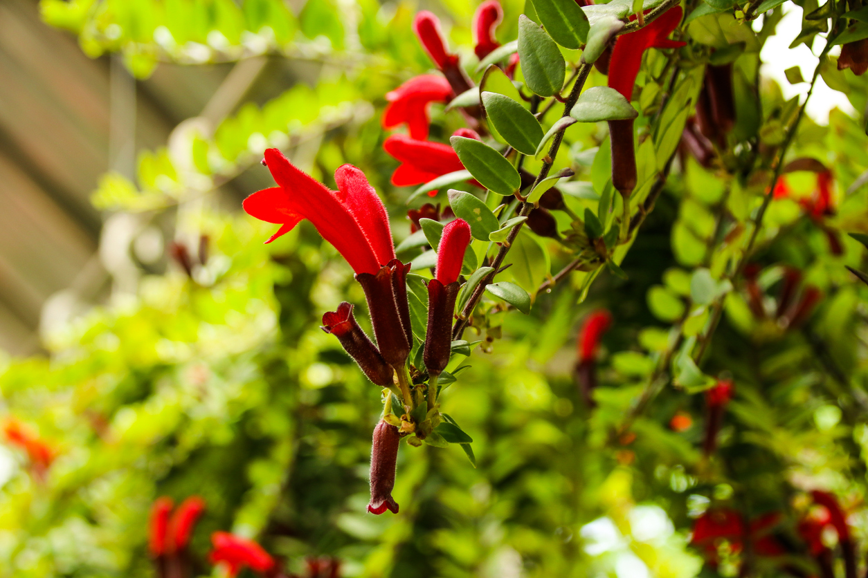 Red lipstick plant growing outdoors with multiple blooms.