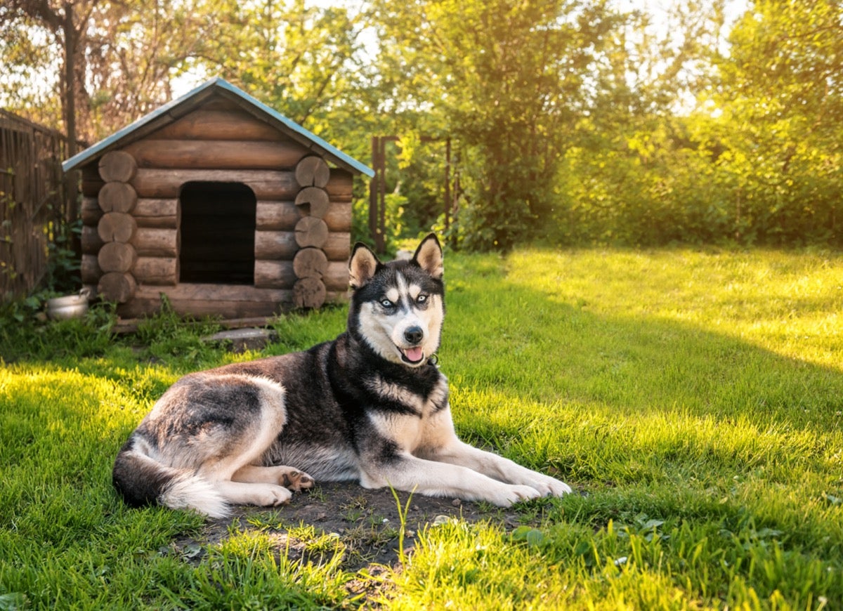 15 DIY Dog House Ideas for Your Furry Friend