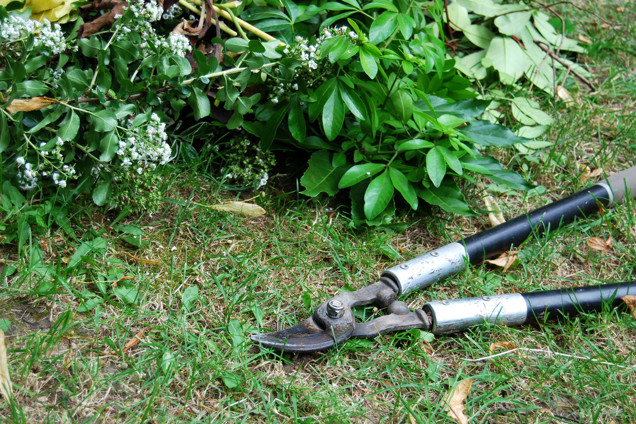 Sécateur de jardin assis devant un buisson.