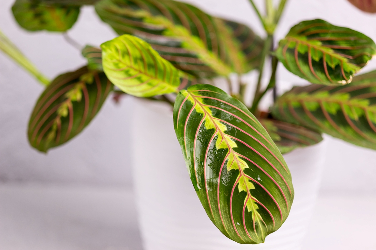 variegated plants - prayer plant