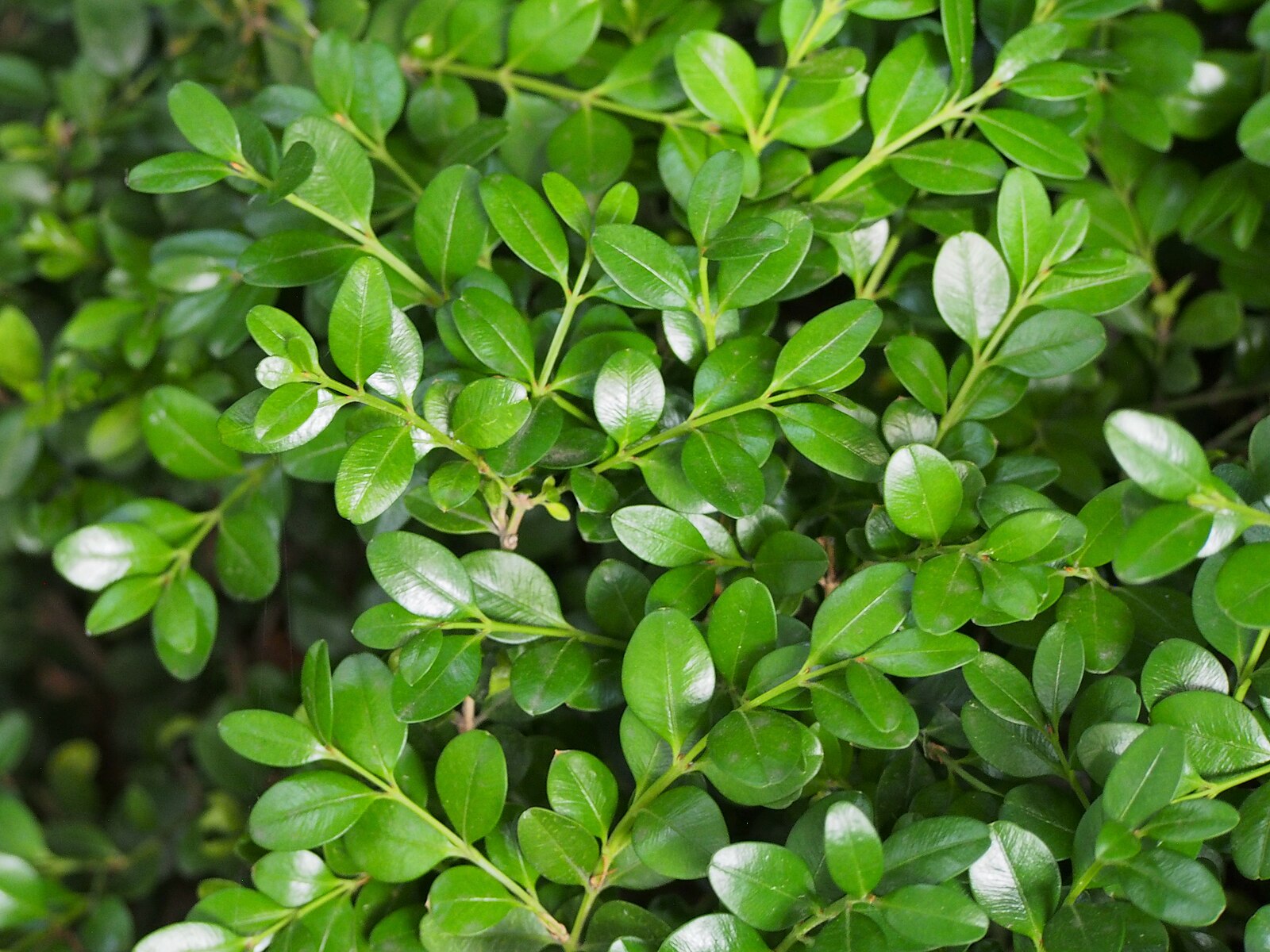 Buxus x ‘Green Mountain’