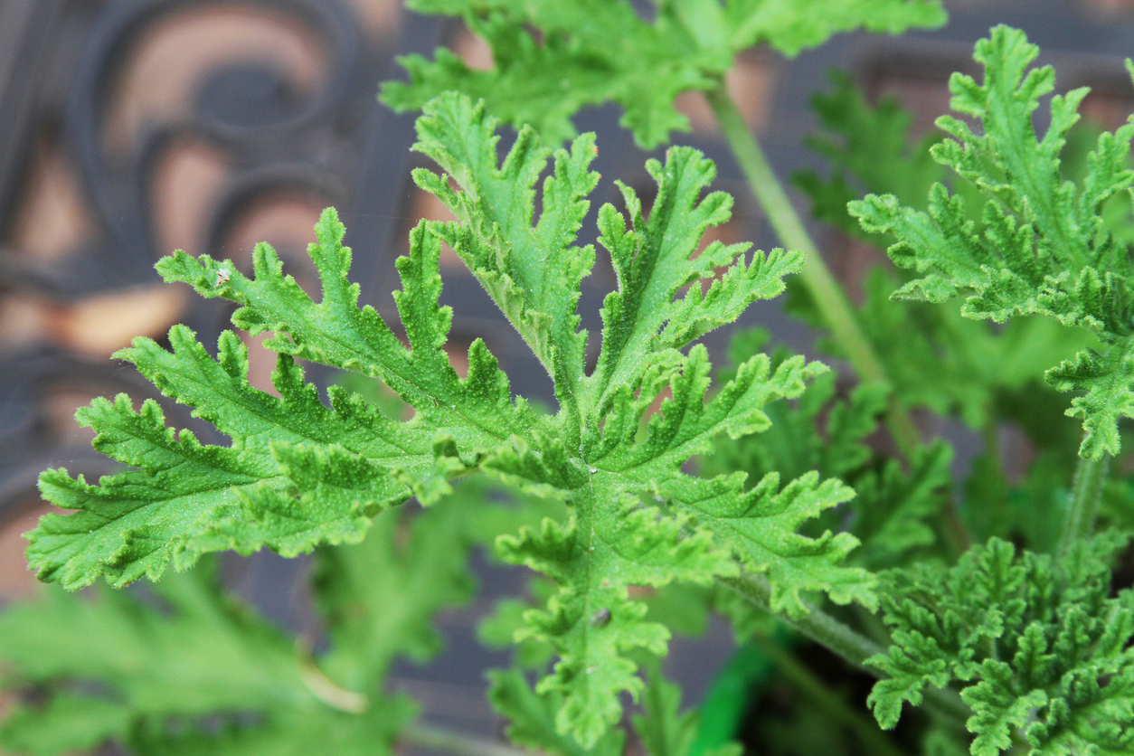 Des plantes qui éloignent les moustiques