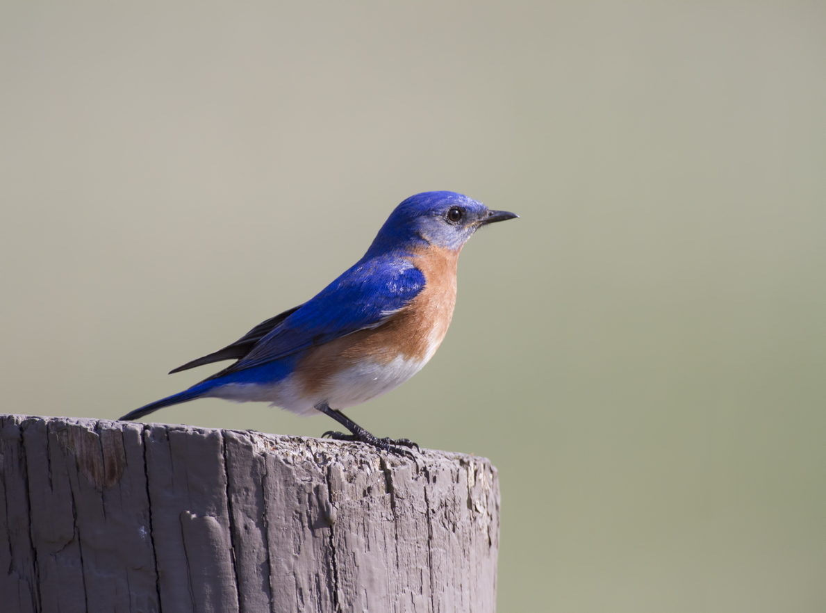 how to attract bluebirds