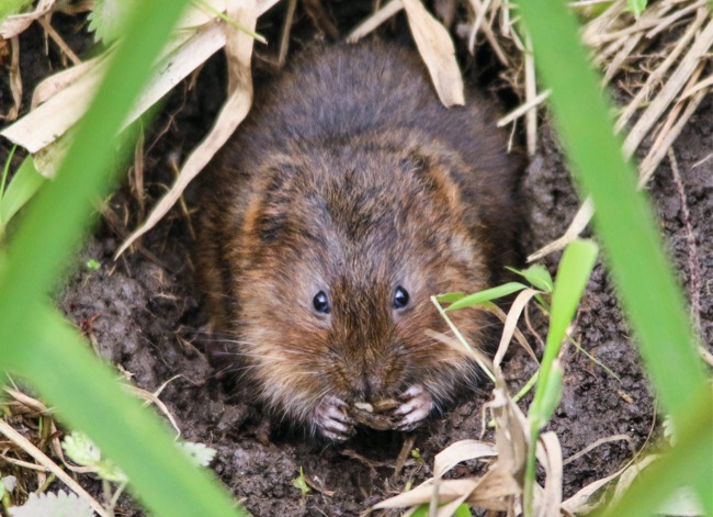 Vole vs. Mole: How to Tell Which Pest is Tunneling Through Your Yard and Garden